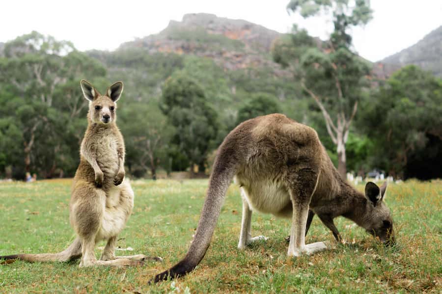 From Melbourne: Grampians National Park Small Group Tour - From Melbourne to the Grampians: the long, scenic day format