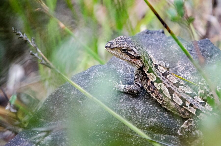 From Melbourne: Grampians National Park Small Group Tour - The extra photo stop and the trade-off of a packed day