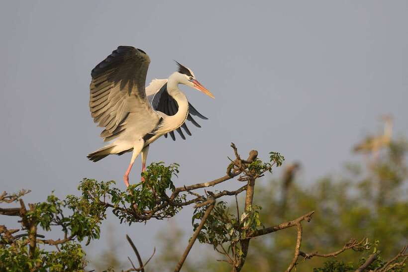 From Mirissa/Galle/Hikkaduwa: Udawalawa National Park Safari - Who should book this Udawalawe trip—and who should skip it