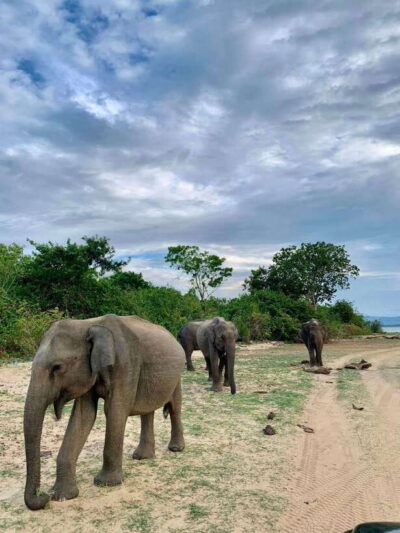 From Mirissa/Galle/Hikkaduwa: Udawalawa National Park Safari - Pickup and drop-off across the South Coast (and why it matters)
