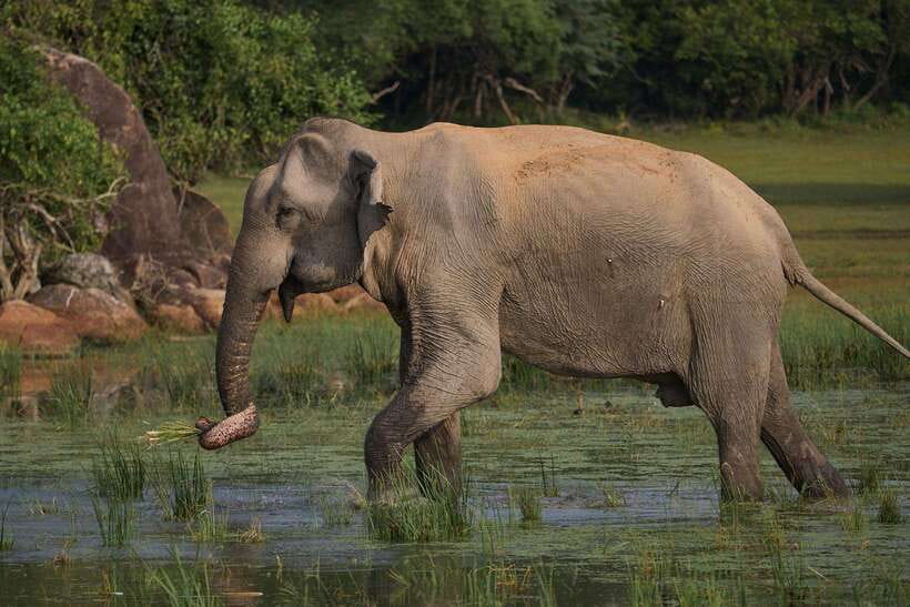 From Mirissa/Galle/Hikkaduwa: Udawalawa National Park Safari - Photo and comfort tips that help (especially on a long drive)
