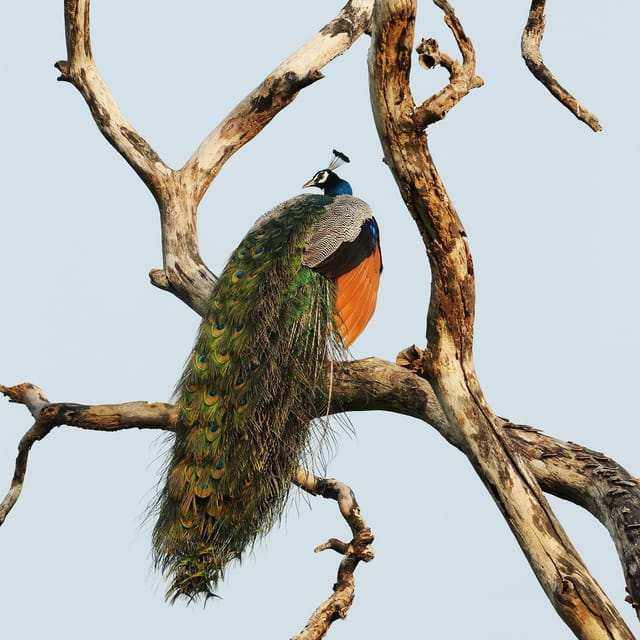 From Mirissa/Galle/Hikkaduwa: Udawalawa National Park Safari - Price and value: $27 plus park entry and the real-world budget