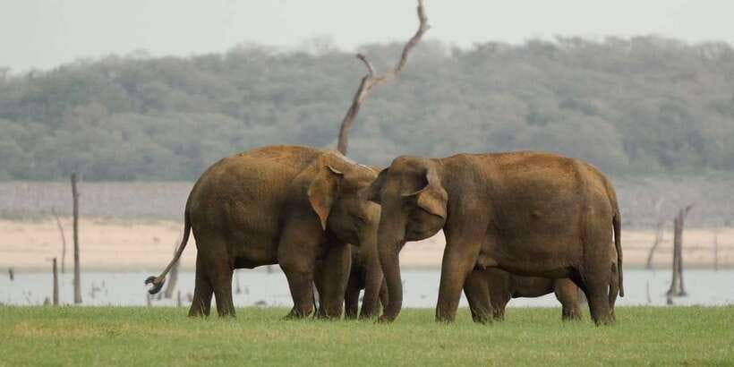 From Negombo: Minneriya National Park Safari Tour - Health Rules to Know Before You Join