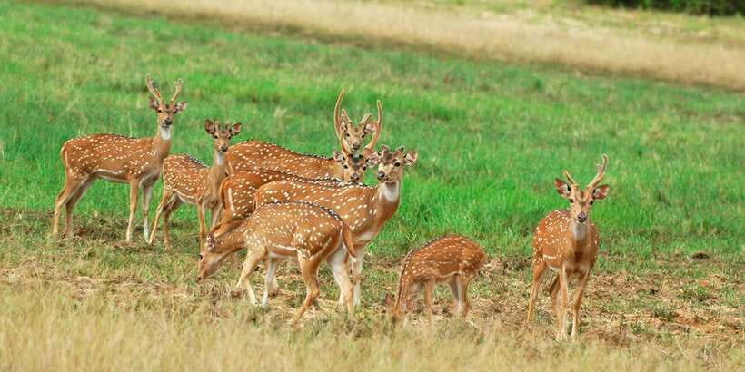 From Negombo: Minneriya National Park Safari Tour - Negombo Pickup That Sets the Pace for Your Safari Day