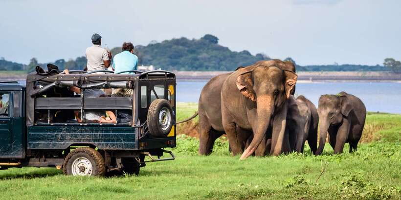 From Negombo: Minneriya National Park Safari Tour - Minneriya’s Elephant Focus (and Why the Timing Matters)