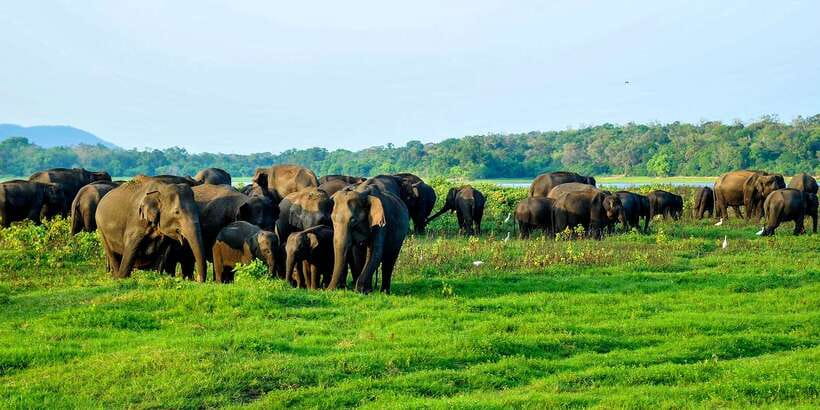 From Negombo: Minneriya National Park Safari Tour - Your Guide in the Field: English Commentary and Wildlife Spotting Skills
