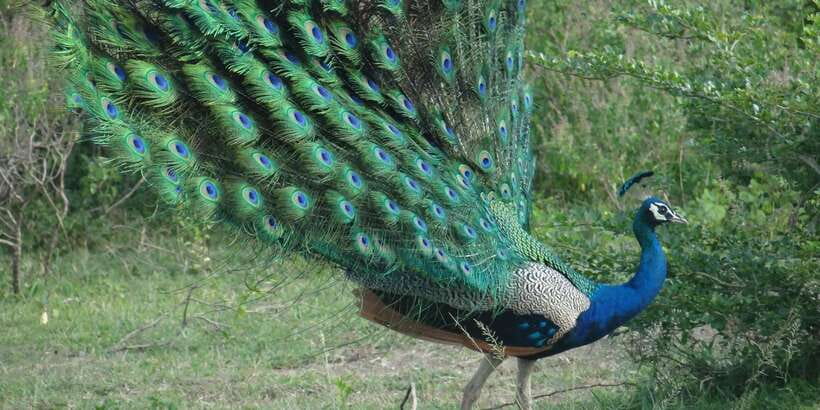 From Negombo: Minneriya National Park Safari Tour - What to Pack (So the Day Doesn’t Squeeze You)