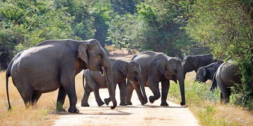 From Negombo: Minneriya National Park Safari Tour - Who Should Book This Safari—and Who Should Skip It