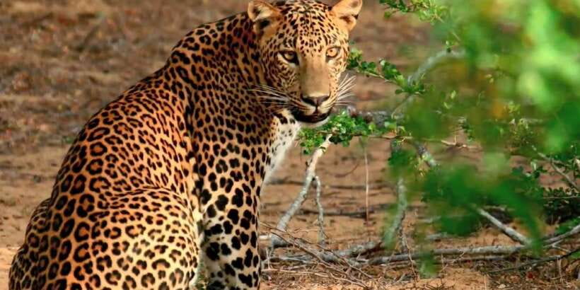 From Negombo: Wilpattu National Park Safari Guided Day Tour - Key things to know before you go