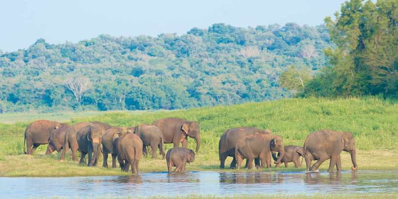 From Negombo: Wilpattu National Park Safari Guided Day Tour - Should you book the Negombo to Wilpattu safari?