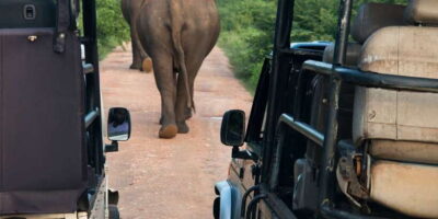 From Negombo: Wilpattu National Park Safari Guided Day Tour - The Negombo-to-Wilpattu road trip: be ready for the time crunch