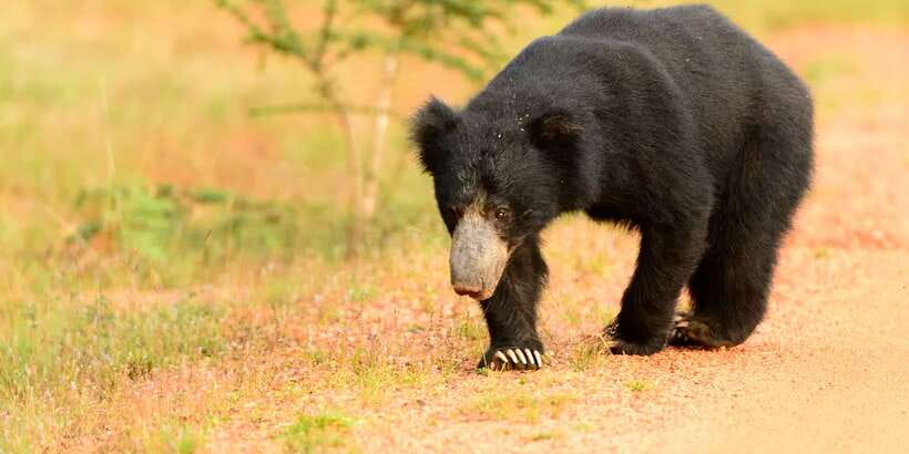 From Negombo: Wilpattu National Park Safari Guided Day Tour - Guide quality: the difference between a “nice” safari and a memorable one