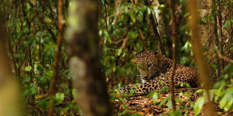 From Negombo: Wilpattu National Park Safari Guided Day Tour - Lunch stop and breaks: what to plan for during the long day