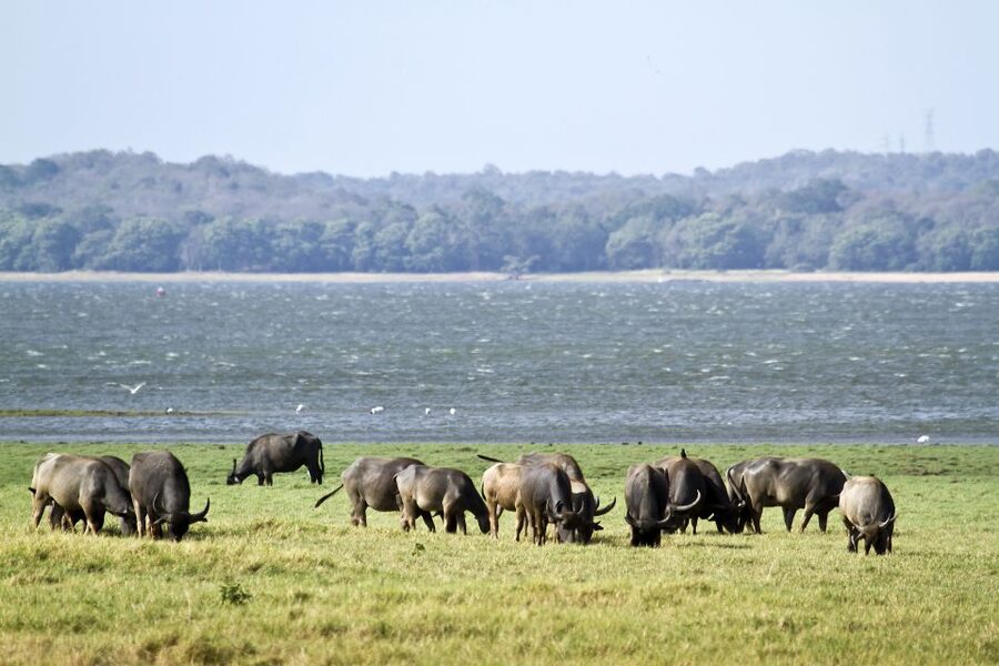 From Negombo: Wilpattu National Park Safari Guided Day Tour - Jeep safety and comfort: when speed becomes the tradeoff