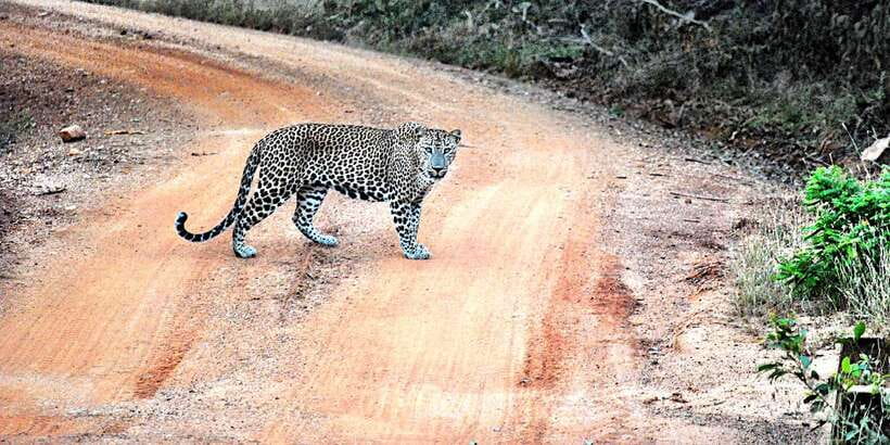 From Negombo: Wilpattu National Park Safari Guided Day Tour - Price and value: does $105 make sense?