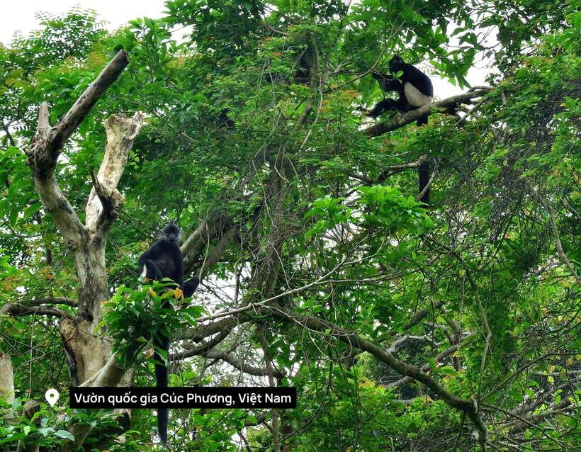 From Ninh Binh Small Group Discover Cuc Phuong National Park - Key highlights at a glance