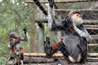 From Ninh Binh to Cuc Phuong National Park, Trekking and Jungle - Endangered Primate Rescue Centre: Conservation You Can See Up Close