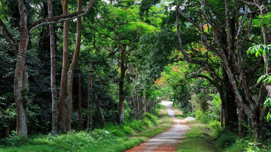 From Ninh Binh: Visit Cuc Phuong National Park - Van Long - The forest drive to the hike area: 20 kilometers through primary forest