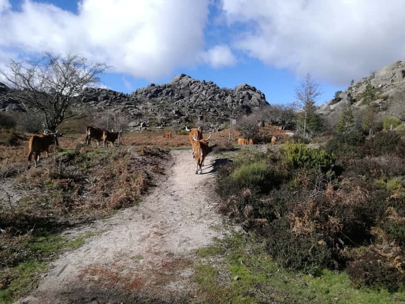 From Porto: Hike, Swim or just Explore Gerês National Park - Key things to know before you go