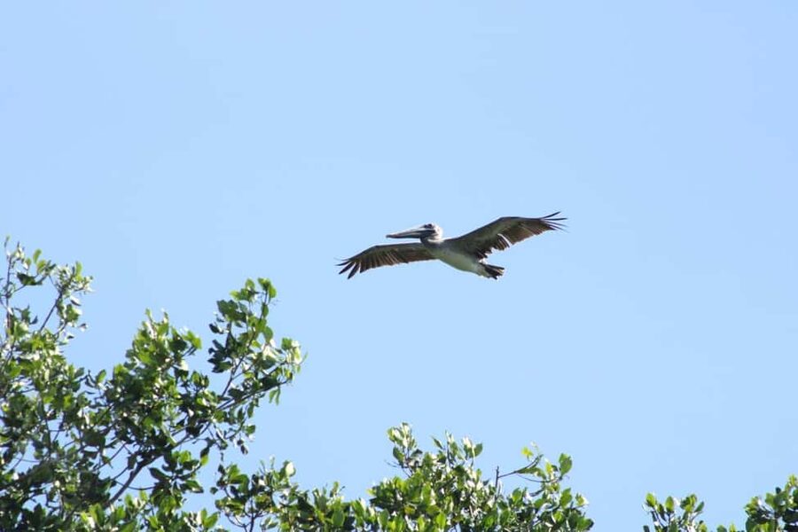 From Puerto Escondido: Day Trip to Chacahua National Park - Should you book this Chacahua day trip from Puerto Escondido?
