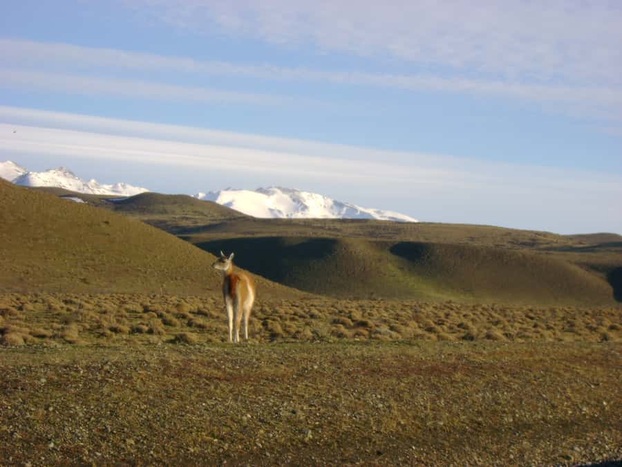 From Puerto Natales: Torres del Paine National Park Trip - Grey Glacier Floes and the Lengas Forest Walk