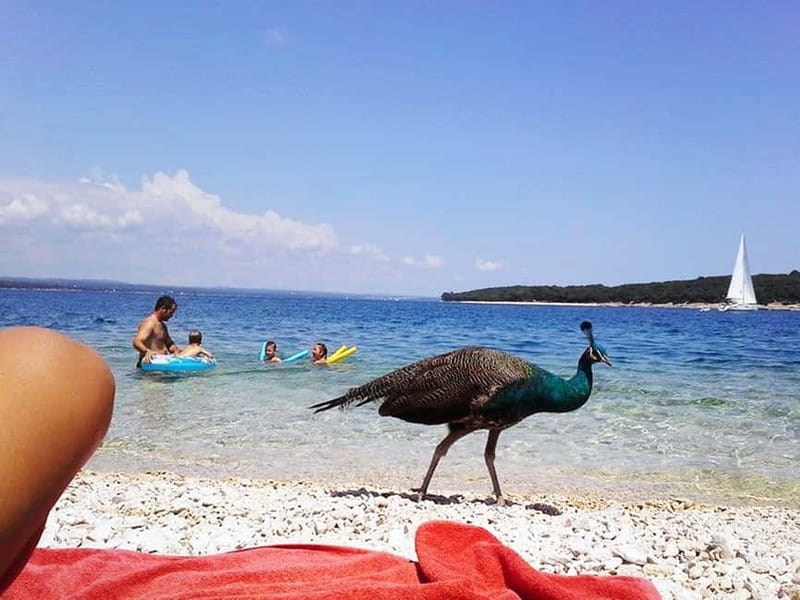 From Pula: Island Stop and National Park Day Cruise - Key highlights at a glance