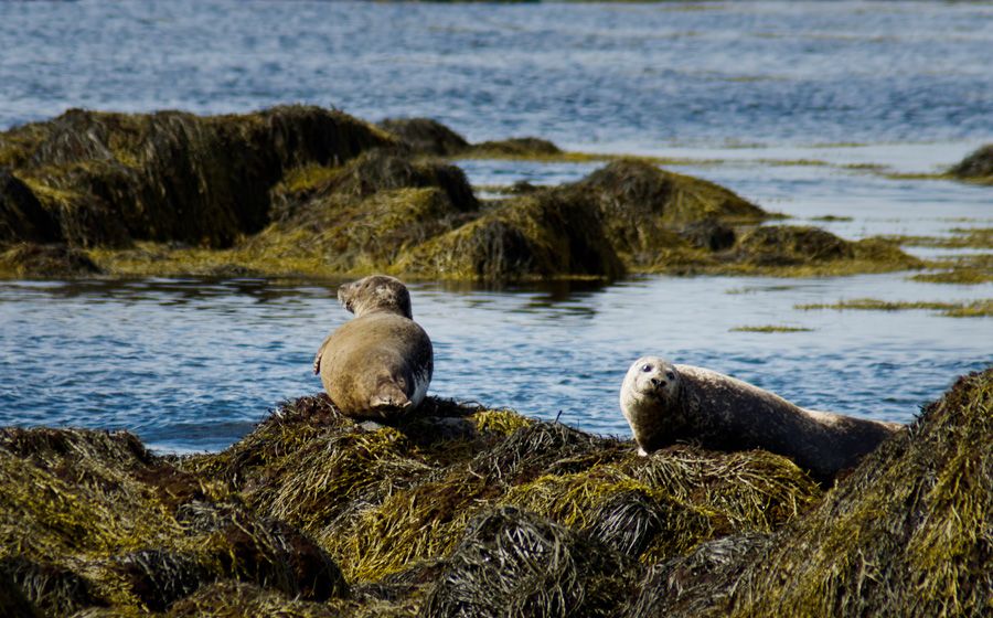 From Reykjavik: Snaefellsnes National Park - Small Group - Why Snæfellsnes feels like Iceland in miniature