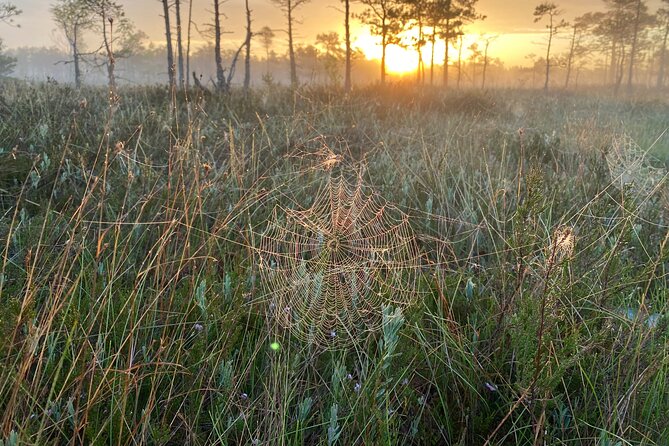 From Riga: Kemeri Bog Boardwalk and Jurmala Seaside - What to pack and how to handle lunch in Jūrmala