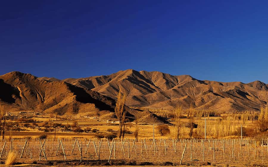 From Salta: Cachi and Los Cardones National Park Tour - Key highlights worth planning around