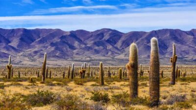 From Salta: Cachi and Los Cardones National Park Tour - Pickup, timing, and what 12 hours feels like in real life