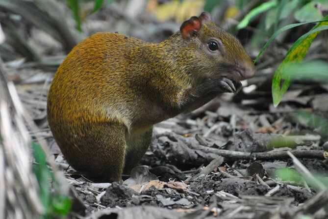 From San José: Carara National Park and Tárcoles River Tour - Key highlights worth getting excited about