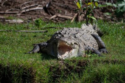 From San José: Carara National Park and Tárcoles River Tour - Binocular birding: why the equipment really matters