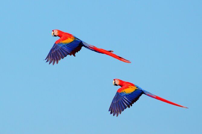 From San José: Carara National Park and Tárcoles River Tour - What to pack for Carara and Tarcoles (so you enjoy it more)