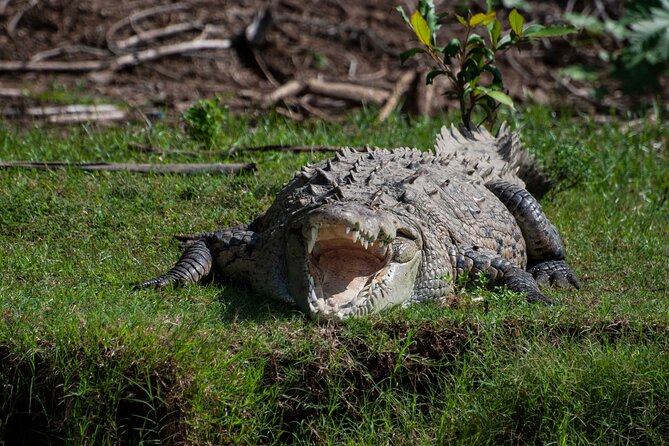 From San José: Carara National Park and Tárcoles River Tour - Binocular birding: why the equipment really matters