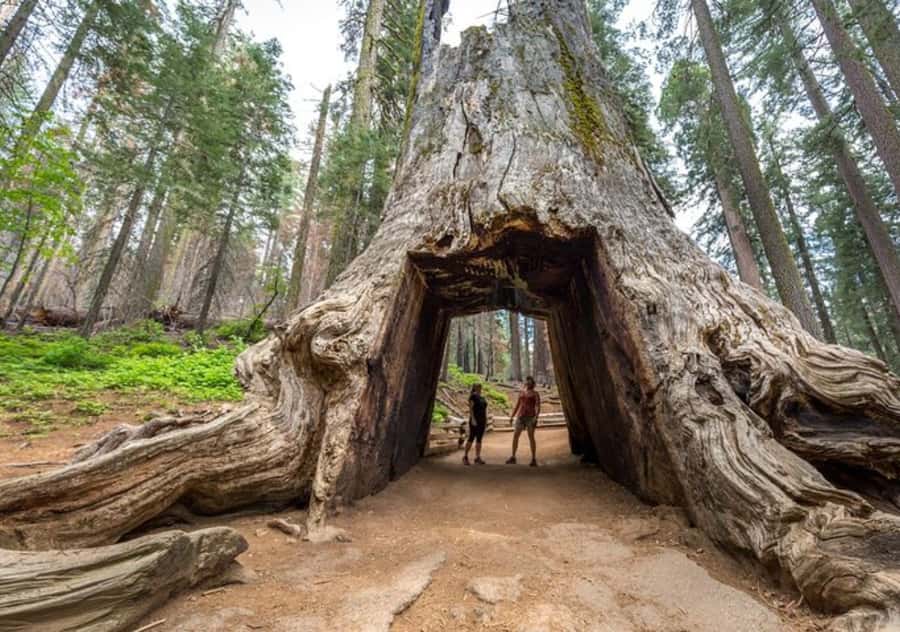 From San Jose:Enchanted Full Day Yosemite National Park Tour - On the drive: Central Valley to Sierra foothills photo moments