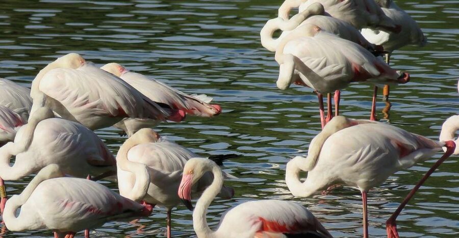 From Seville: Doñana National Park Day Trip - Seville to Doñana: the ride that sets the tone
