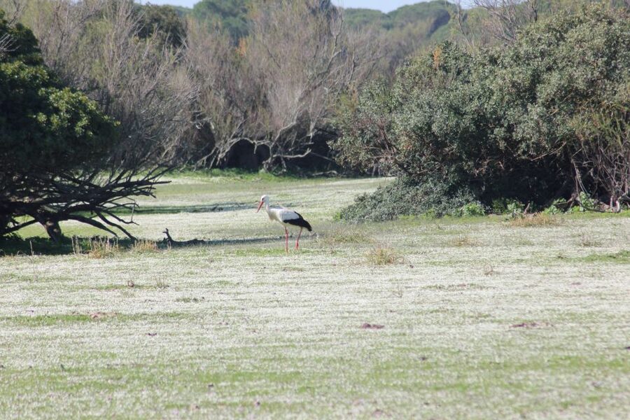 From Seville: Doñana National Park Full-Day Private Tour - Wildlife watching in marshlands, dunes, and Mediterranean forest