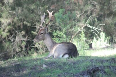 From Seville: Doñana National Park Full-Day Private Tour - The 4WD drive through Doñana National Park: what you’re really paying for