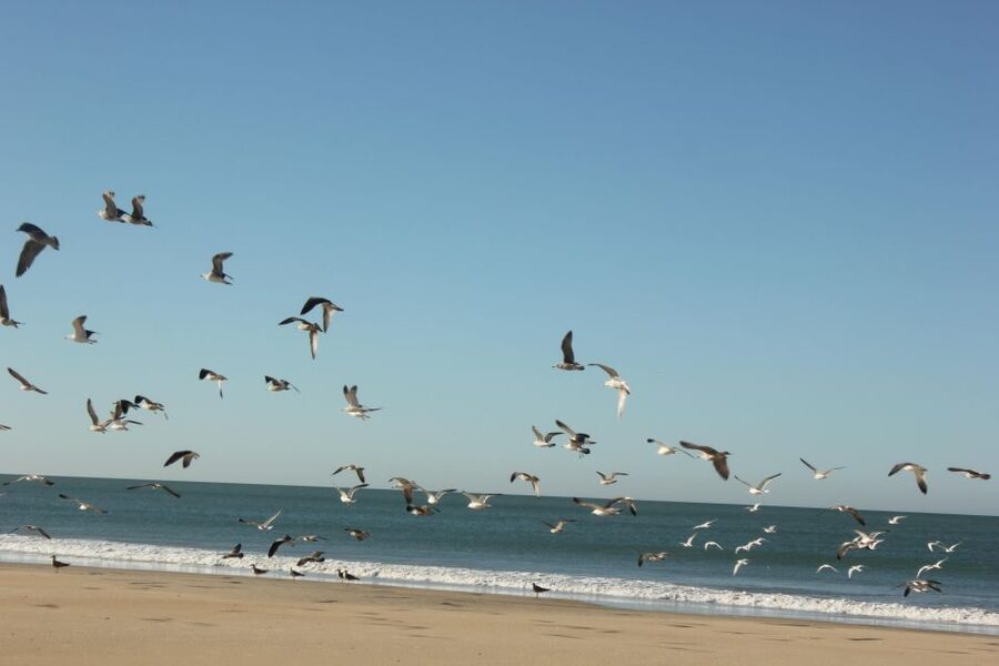 From Seville: Doñana National Park Full-Day Private Tour - The timing and flow: Seville pickup to Doñana entry