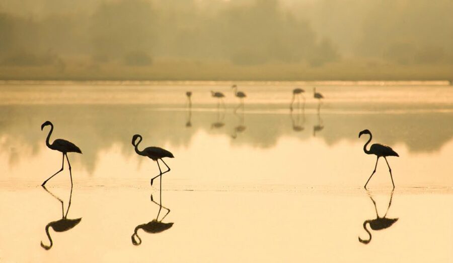 From Seville: Doñana National Park Full-Day Private Tour - Matalascañas Beach: using free time wisely after the park