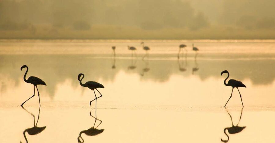 From Seville: Doñana National Park Full-Day Private Tour - Quick practical checklist (so the day feels smooth)