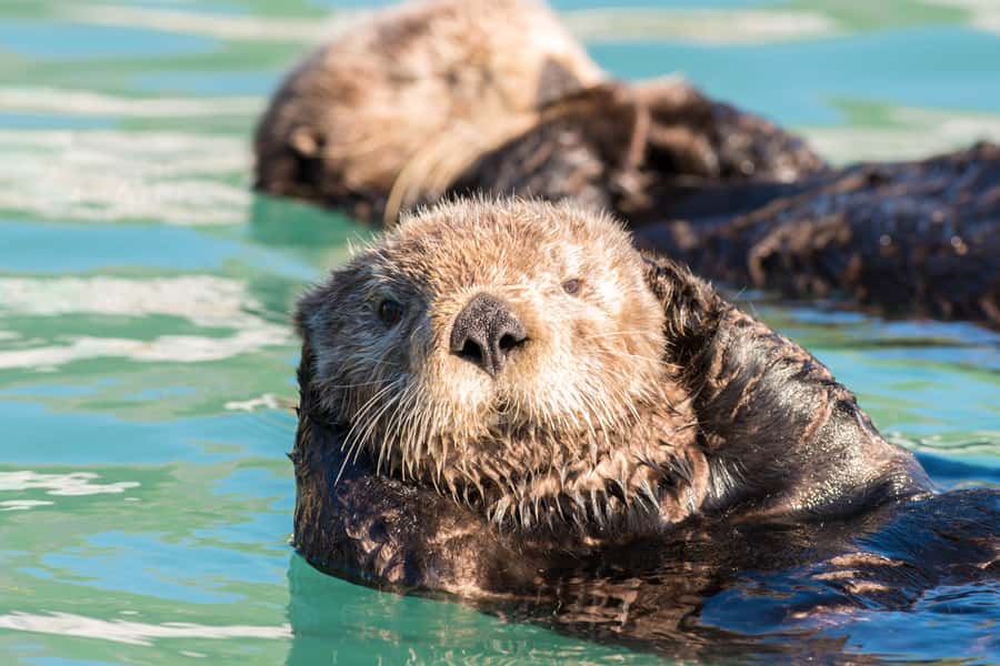 From Seward: Kenai Fjords National Park Cruise with Lunch - Resurrection Bay and the wildlife search: how spotting actually works
