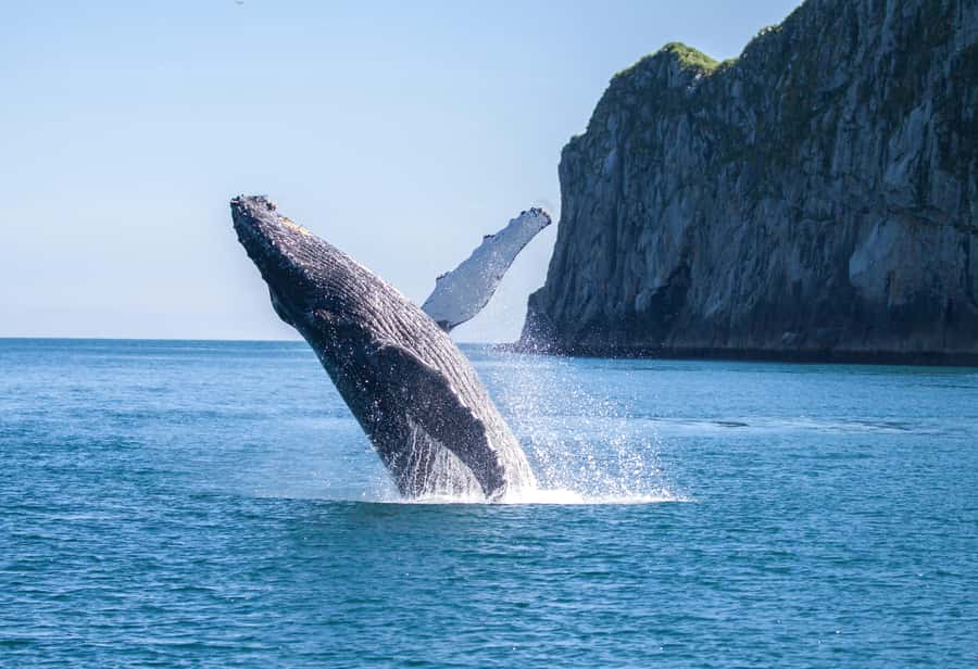 From Seward: Kenai Fjords National Park Cruise with Lunch - What I’d pack for this cruise (so you stay comfortable)