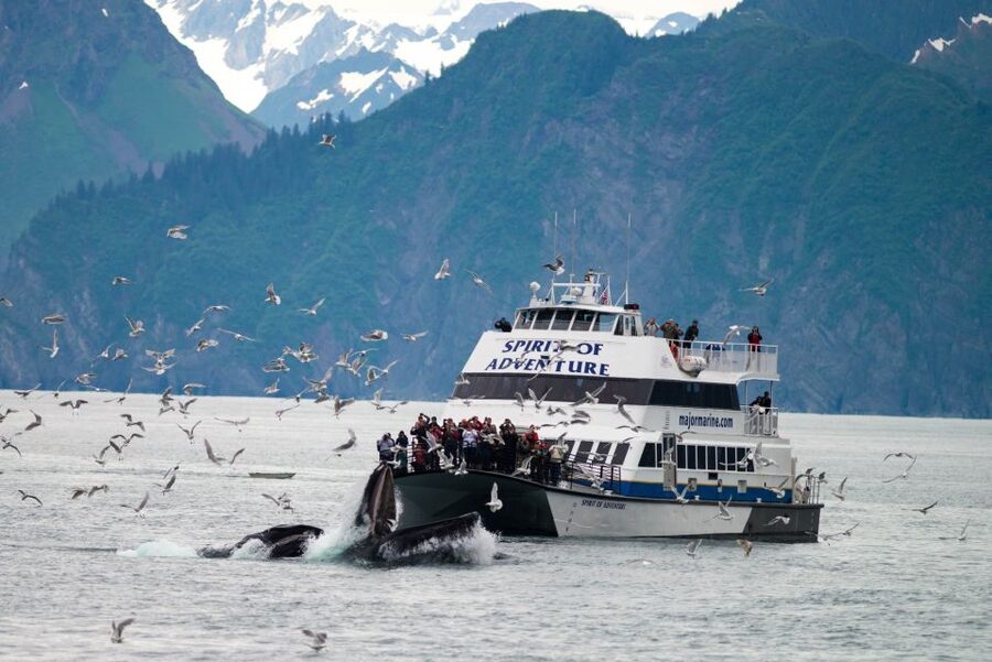 From Seward: Kenai Fjords National Park Cruise with Lunch - Price and value: what you get for $272