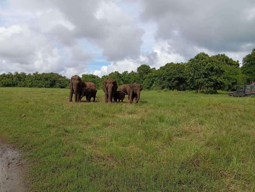 From Sigiriya: Hurulu Eco Park Elephant Jeep Safari - Elephant sightings: how the elephant-gathering focus pays off