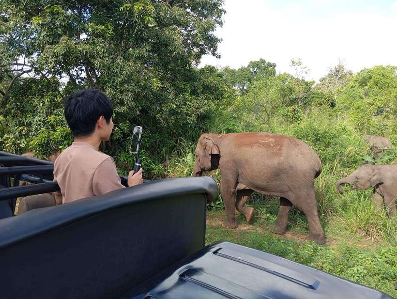 From Sigiriya: Hurulu Eco Park Elephant Jeep Safari - Wildlife and birds: what else you might spot during the ride