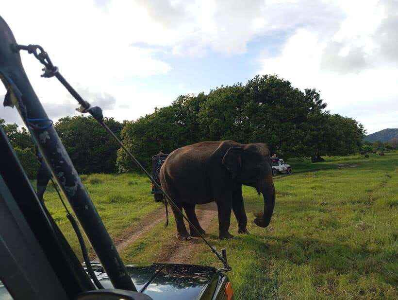 From Sigiriya: Hurulu Eco Park Elephant Jeep Safari - Photo stops and viewpoint moments: getting good shots without rushing