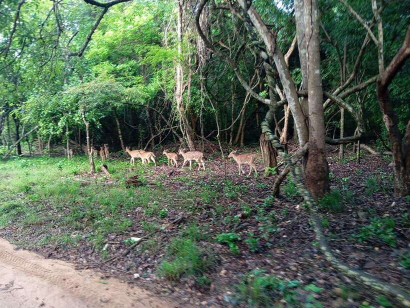 From Sigiriya: Hurulu Eco Park Elephant Jeep Safari - Price and value: why $28 can work (if you plan for the entrance fee)