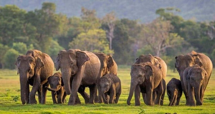 From Sigiriya: Minneriya National Park Elephant Safari - Minneriya’s Elephant Magic: How Hundreds of Wild Elephants Can Happen