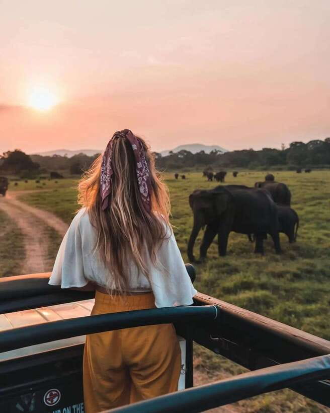 From Sigiriya: Minneriya National Park Elephant Safari - Jeep Safari Photography: How to Get Shots Without Panicking